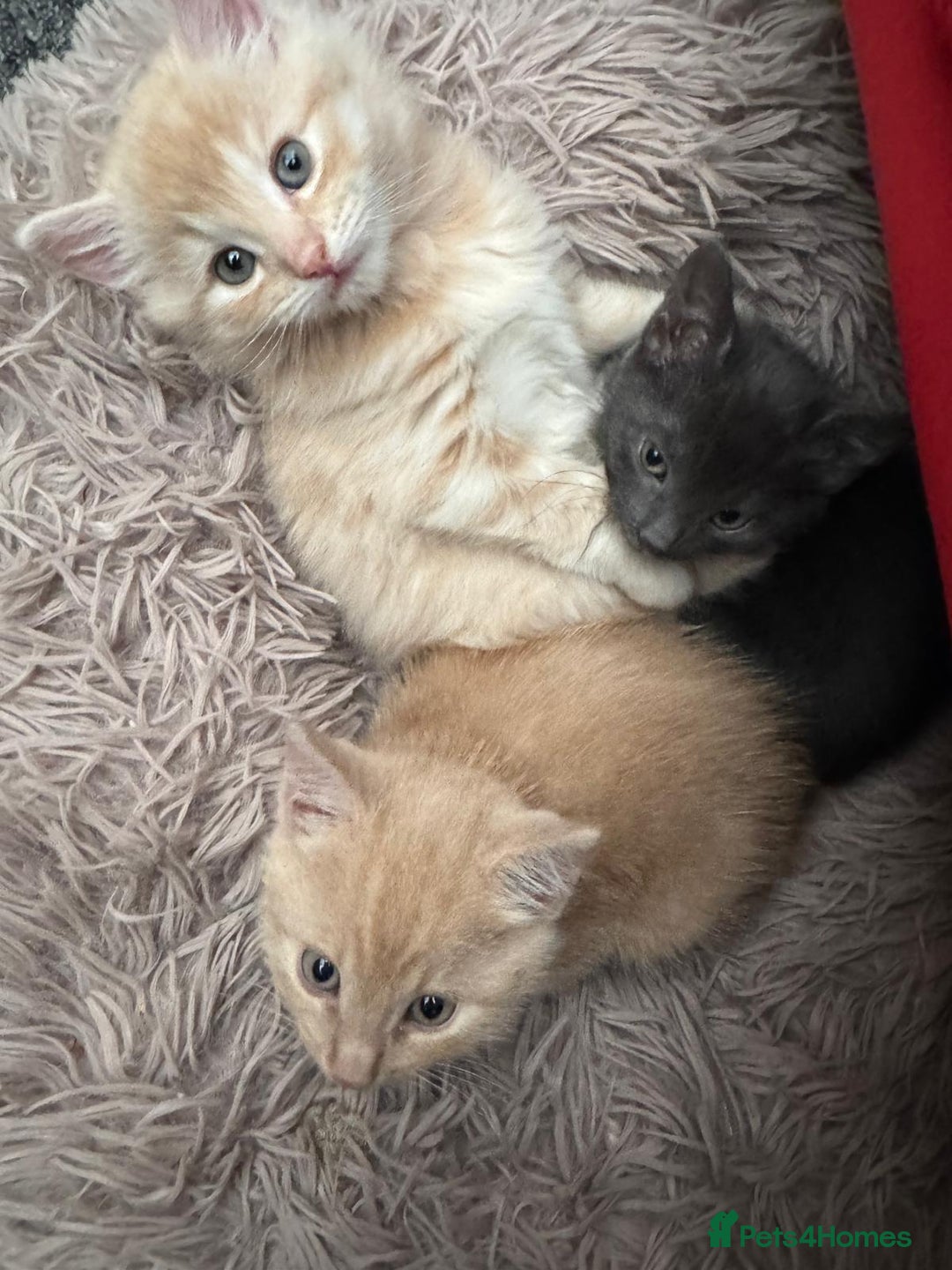 Bengal cats for sale: Bengal Mixed Litter - 2 Ginger & 1 Blue/Grey - Image 8