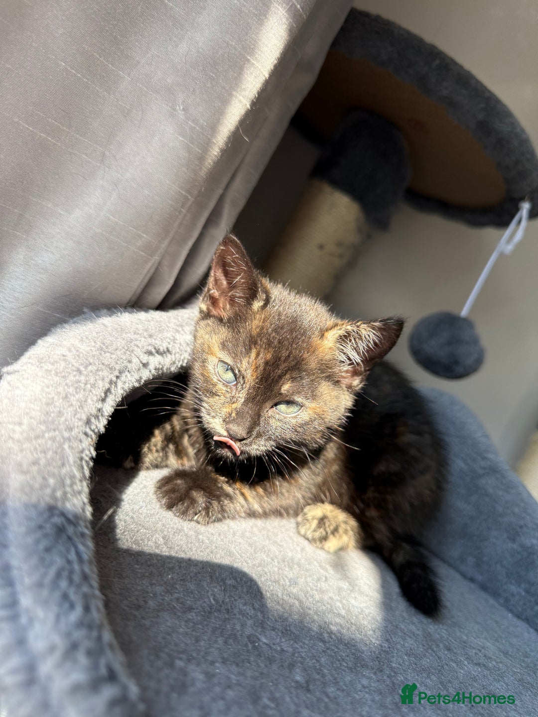Domestic Shorthair cats for sale: tortoiseshell Kitten  - Image 15