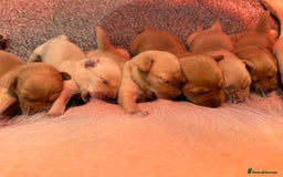 Labrador Retriever dogs for sale: Labrador puppies  - Image 1