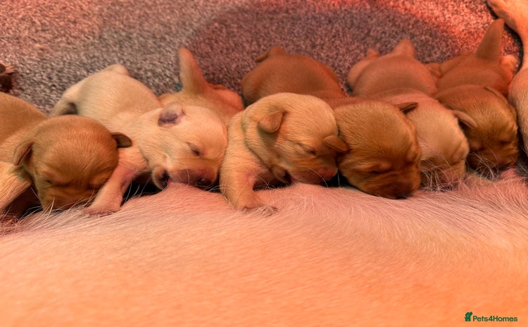Labrador Retriever dogs - Advert 2