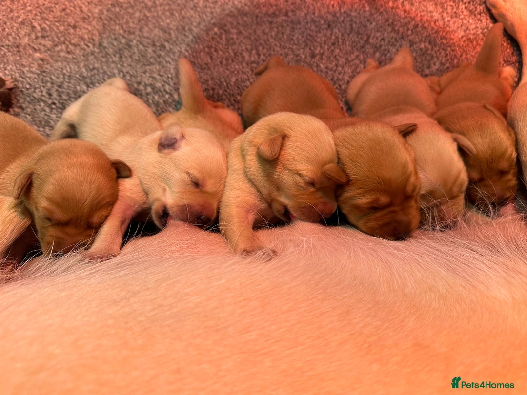 Labrador Retriever dogs for sale: Labrador puppies  - Image 1