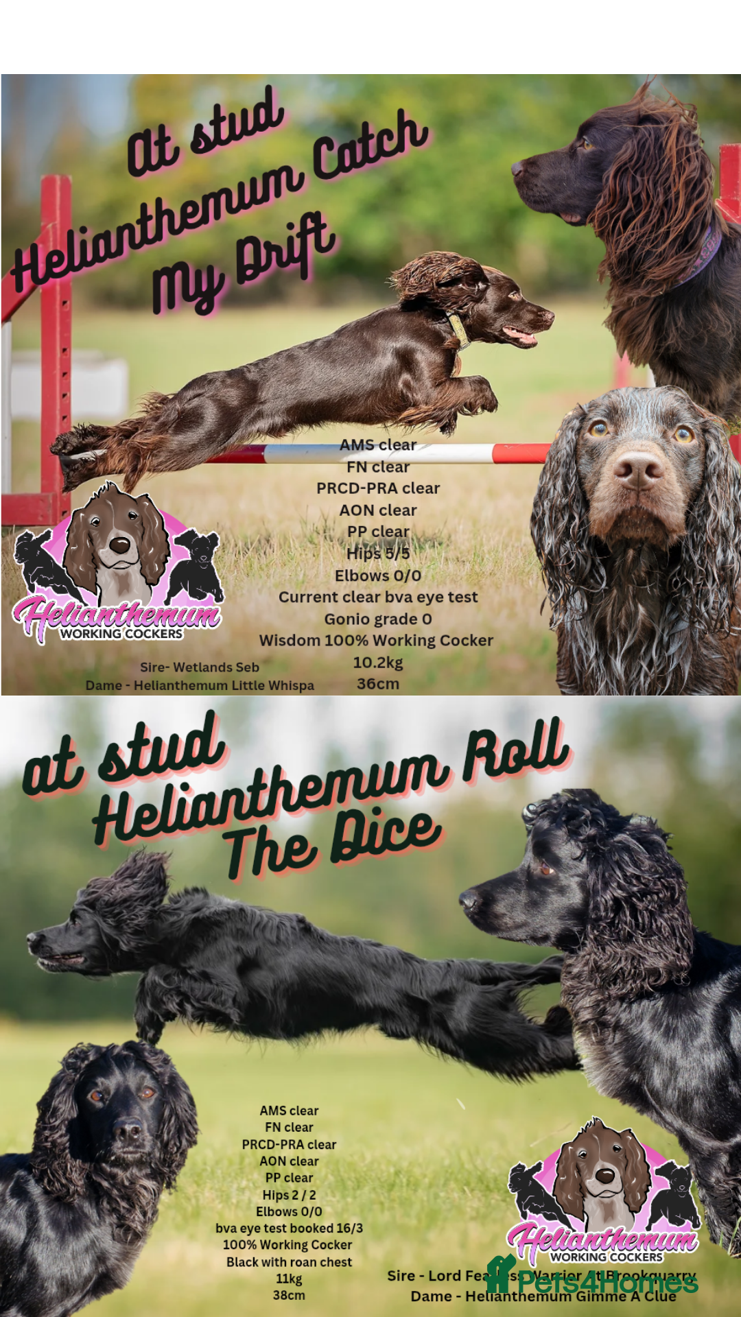 Cocker Spaniel dogs Working cocker at studs in Ashford - Advert 22