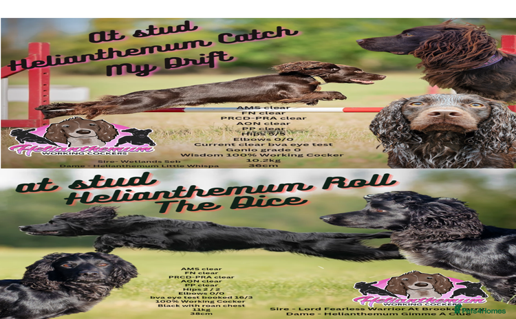 Cocker Spaniel dogs in Ashford - Advert 1