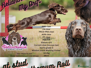 Cocker Spaniel dogs in Ashford - Advert 2