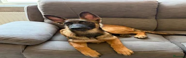 Mixed Breed 1