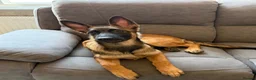 Mixed Breed dogs for sale: Kali  - Advert 4