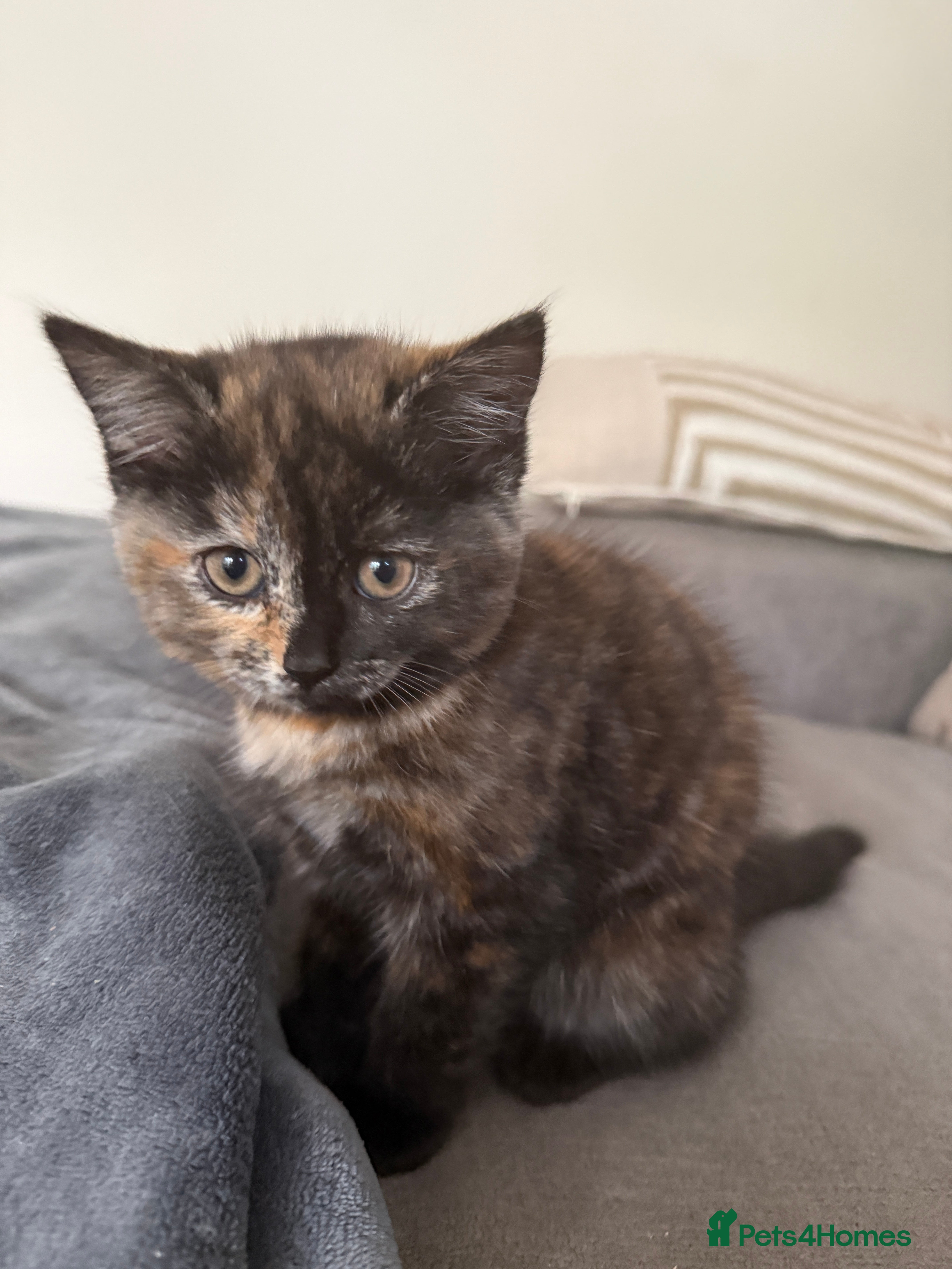 Mixed Breed cats Beautiful Kittens for Sale - Advert 2