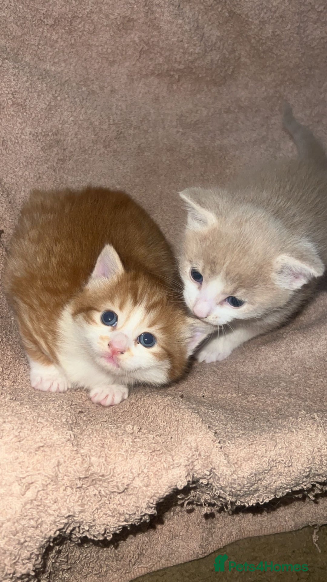 Domestic Shorthair cats for sale: Domestic short hair for sale  - Advert 5