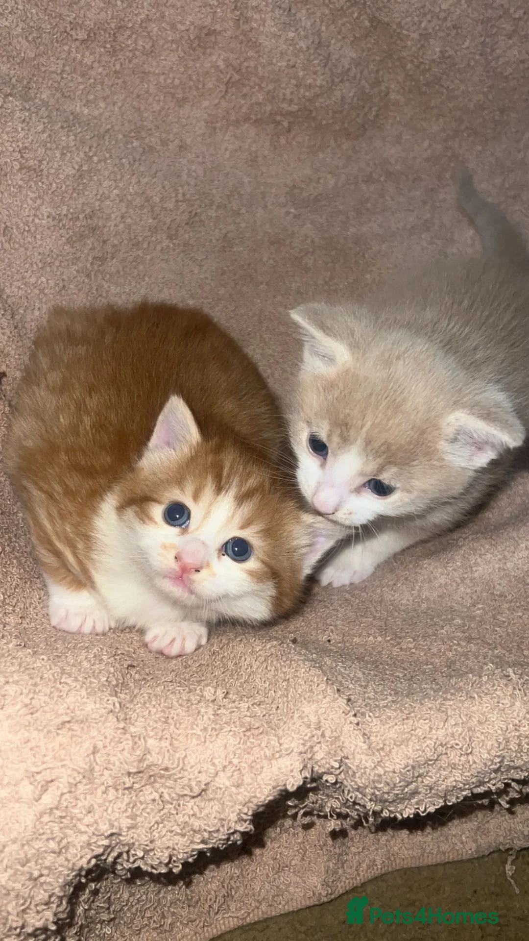 Domestic Shorthair cats for sale: Domestic short hair for sale  - Advert 5