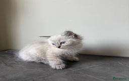 Ragdoll cats for sale: RAGDOLL KITTENS - LAST BOY 🐾🩵 - Image 6