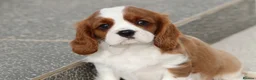 Cavalier King Charles Spaniel dogs for sale: Cavalier King Charles Spaniel puppy  - Advert 20