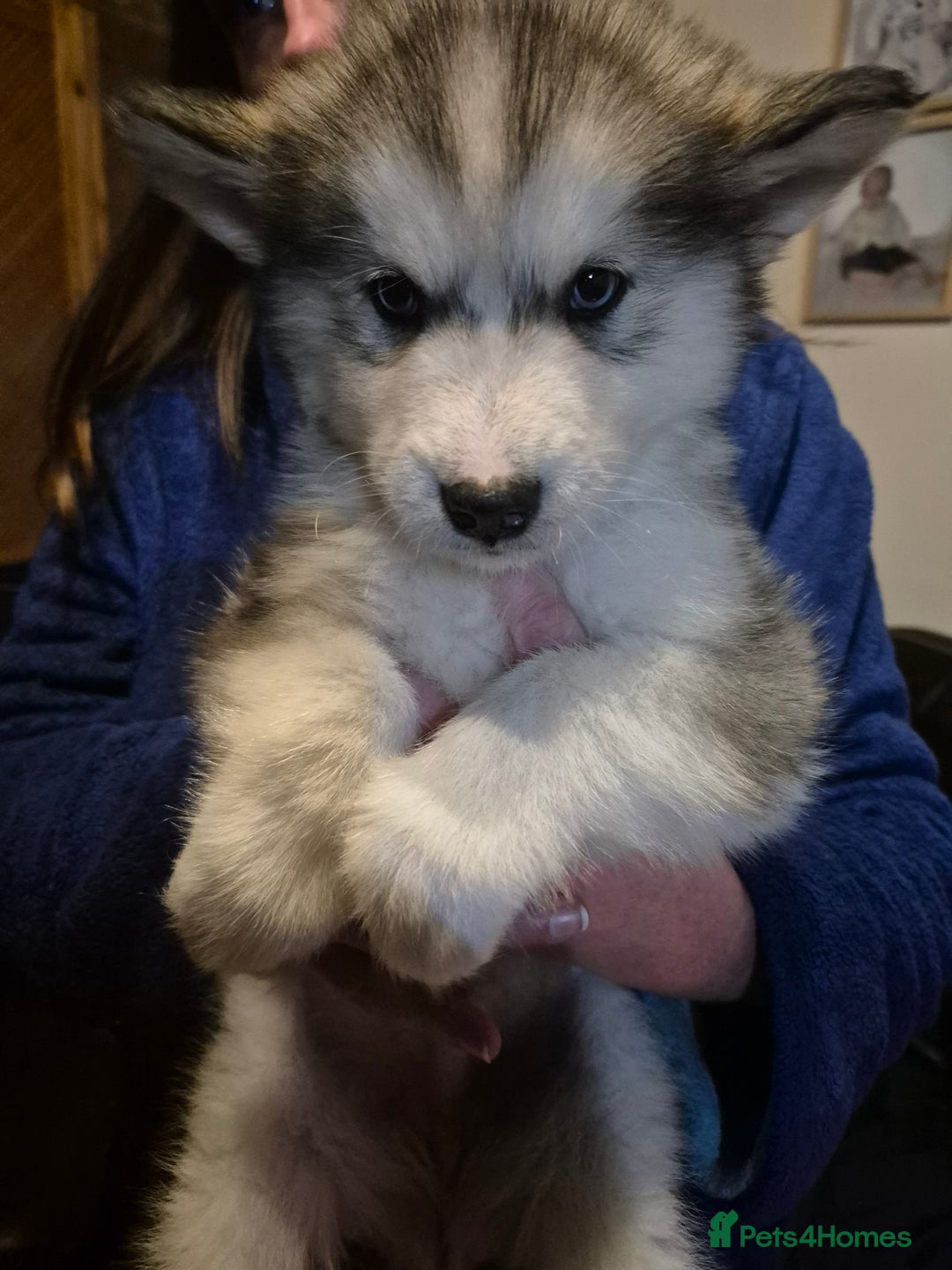 Alaskan Malamute dogs for sale: Alaskan malamute x huskie❤️ - Advert 4