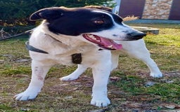 Border Collie dogs for adoption: Nelson - From Orphaned Puppy to Brave Survivor - Image 2