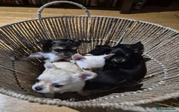 Chihuahua dogs for sale: Chihuahua puppies  - Image 9