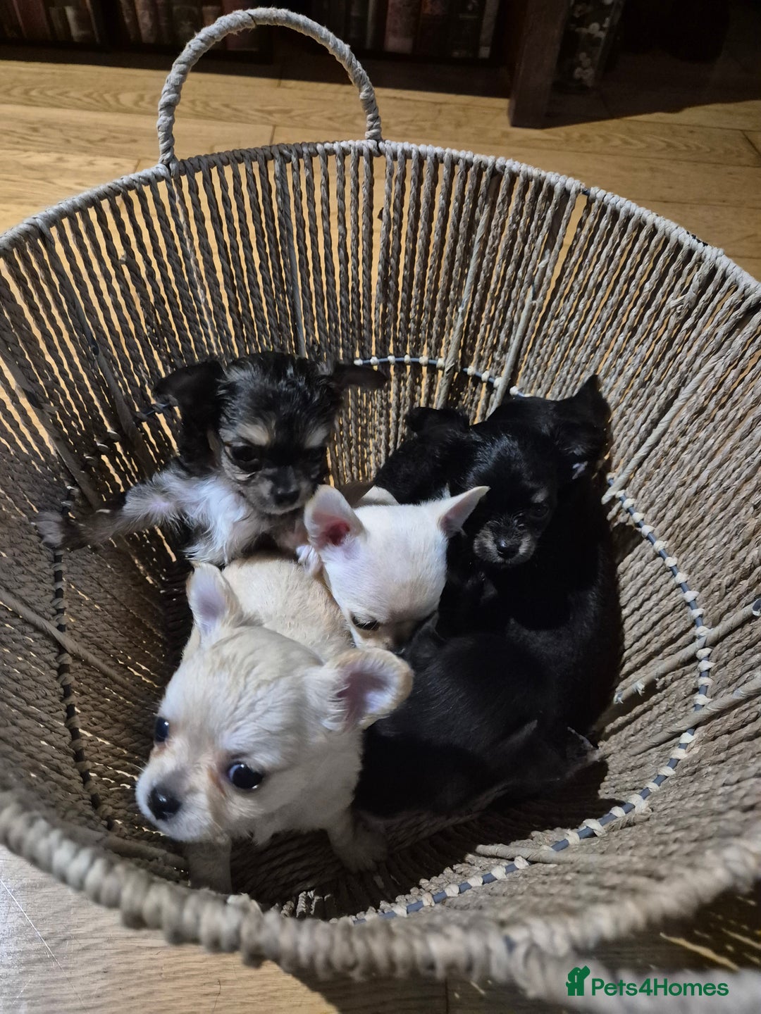 Chihuahua dogs for sale: Chihuahua puppies  - Image 9