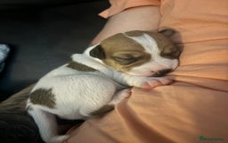 Jack Russell dogs for sale: Jack Russell pups - Image 6