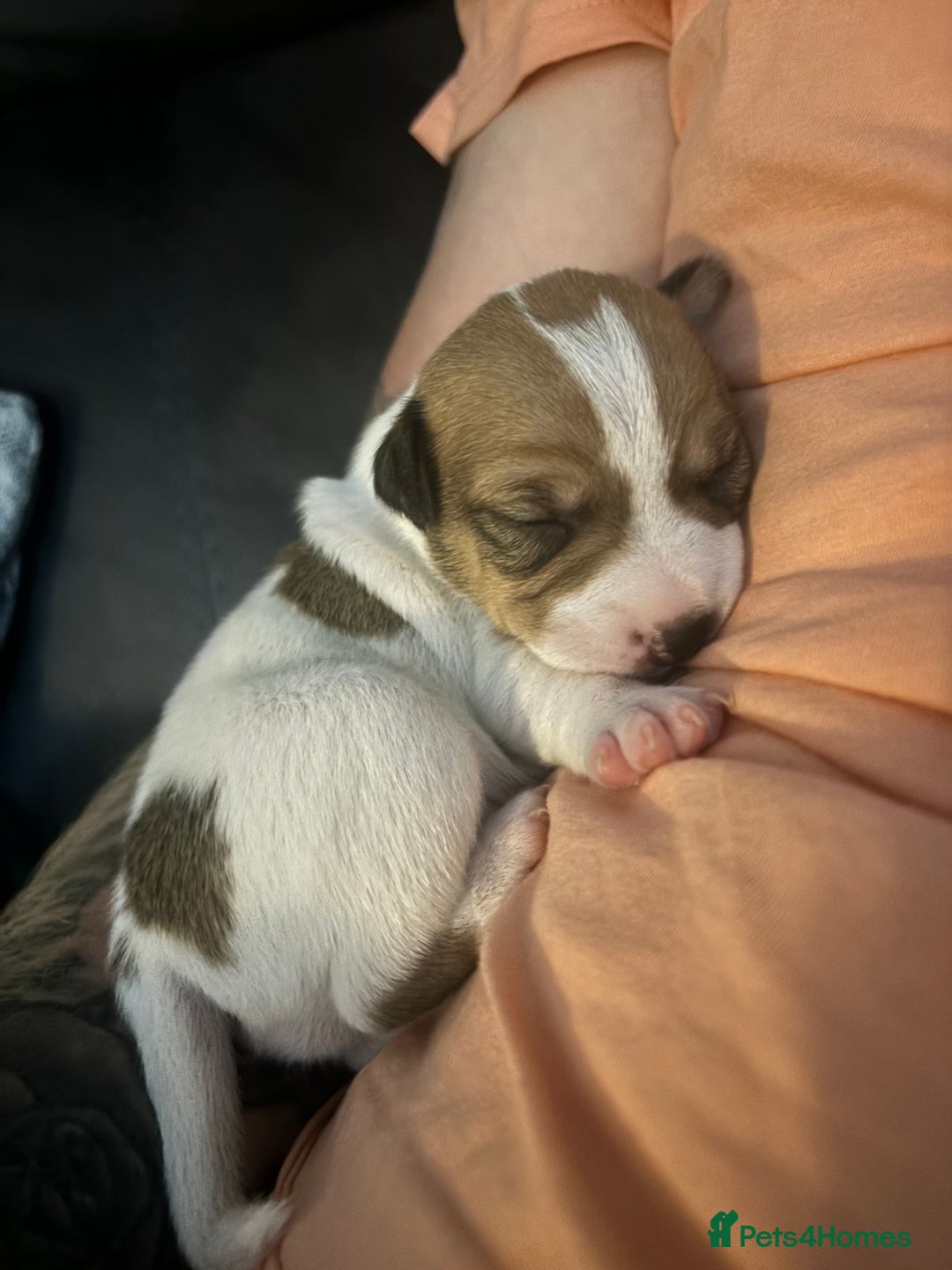 Jack Russell dogs for sale: Jack Russell pups - Image 6