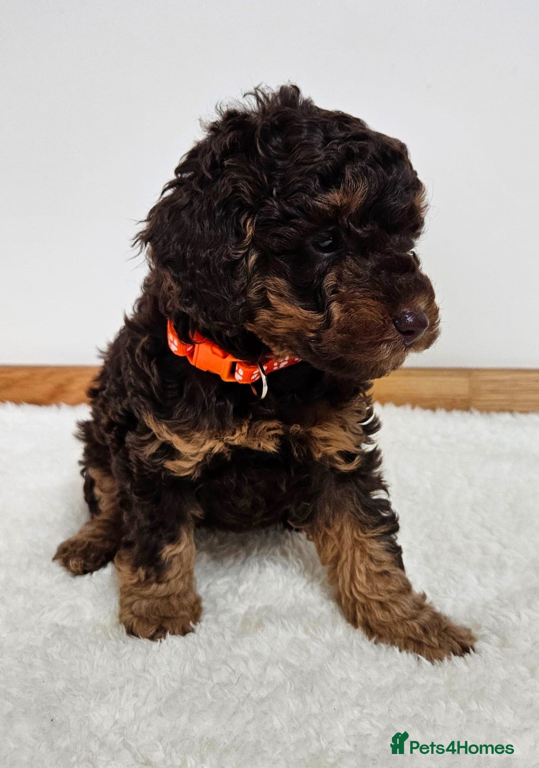 Toy Poodle dogs for sale: Beautiful Toy Poodle Puppies - Advert 8