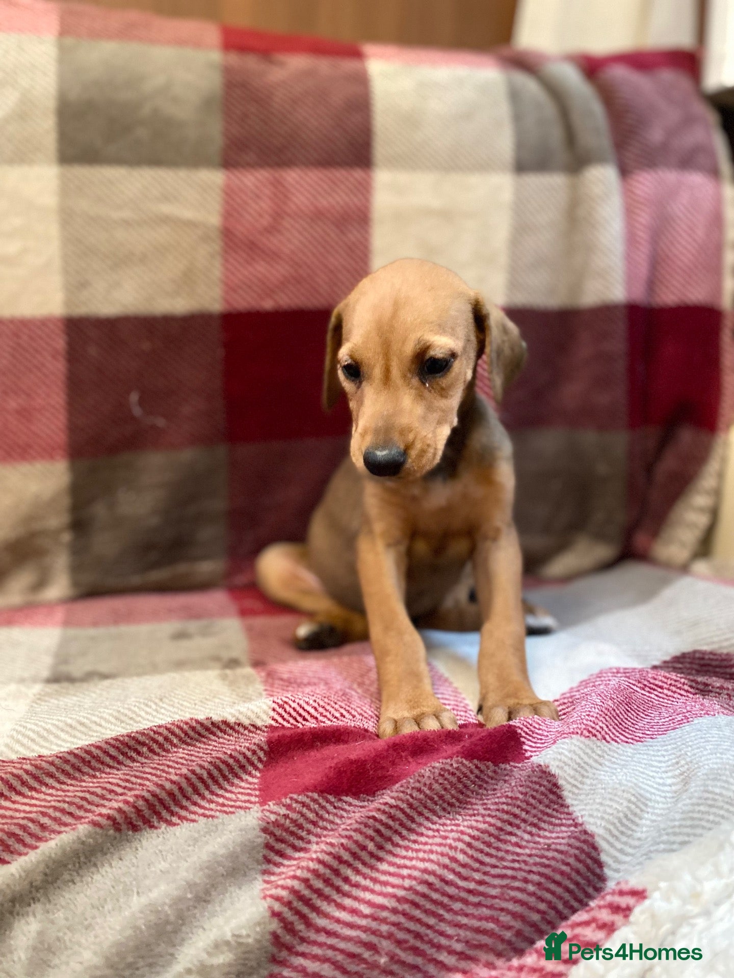 Mixed Breed dogs 🐾 STUNNING DOBERMAN × LURCHER PUPPIES 🐾 - Advert 10