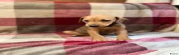 Mixed Breed dogs for sale: 🐾 STUNNING DOBERMAN × LURCHER PUPPIES 🐾 - Advert 3