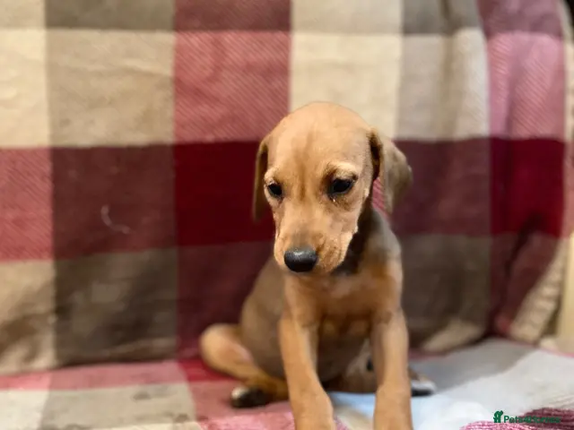 Mixed Breed dogs 🐾 STUNNING DOBERMAN × LURCHER PUPPIES 🐾 - Advert 10