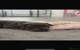 Mixed Breed dogs for sale: two blue & tan french weiners - Image 3