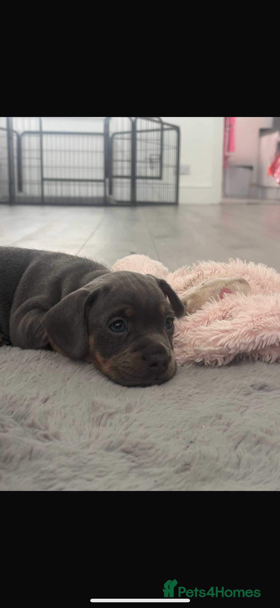 Mixed Breed dogs for sale: two blue & tan french weiners - Image 3