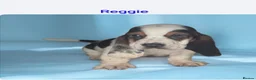 Basset Hound dogs for sale: KC REGISTERED BASSET HOUNDS  - Advert 2