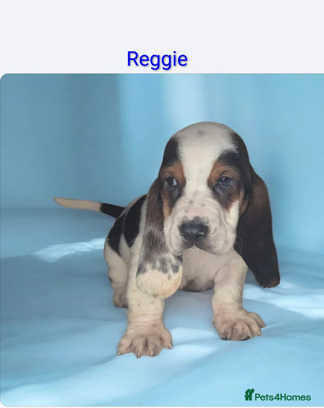 Basset Hound dogs for sale: KC REGISTERED BASSET HOUNDS  - Advert 2