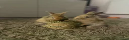 Lionhead rabbits for sale: 2 lion head sisters  - Advert 5