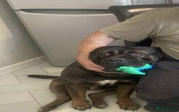 Cane Corso dogs for sale: Cane Corso boy - Image 1