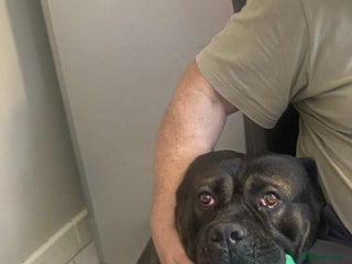 Cane Corso dogs - Advert 1