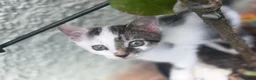 European cats for sale: Beautiful colourful kittens - Advert 29