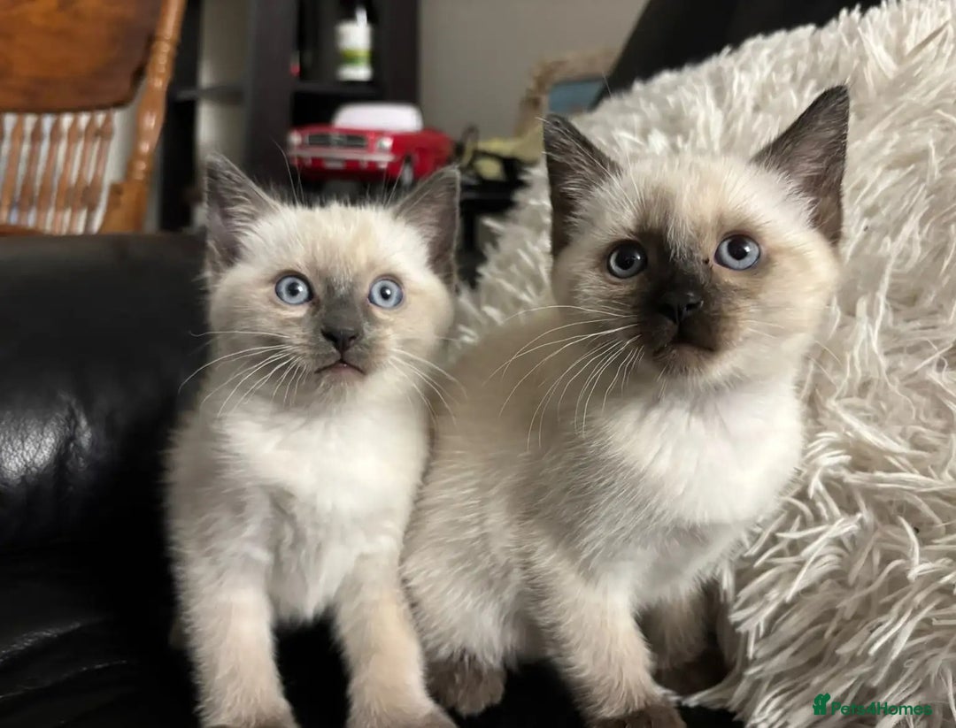 Ragdoll cats for sale: Great and happy rag doll kittens - Image 6