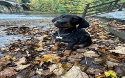 Dobermann dogs for sale: Pregnancy Confirmed - European Doberman Puppies - Image 9