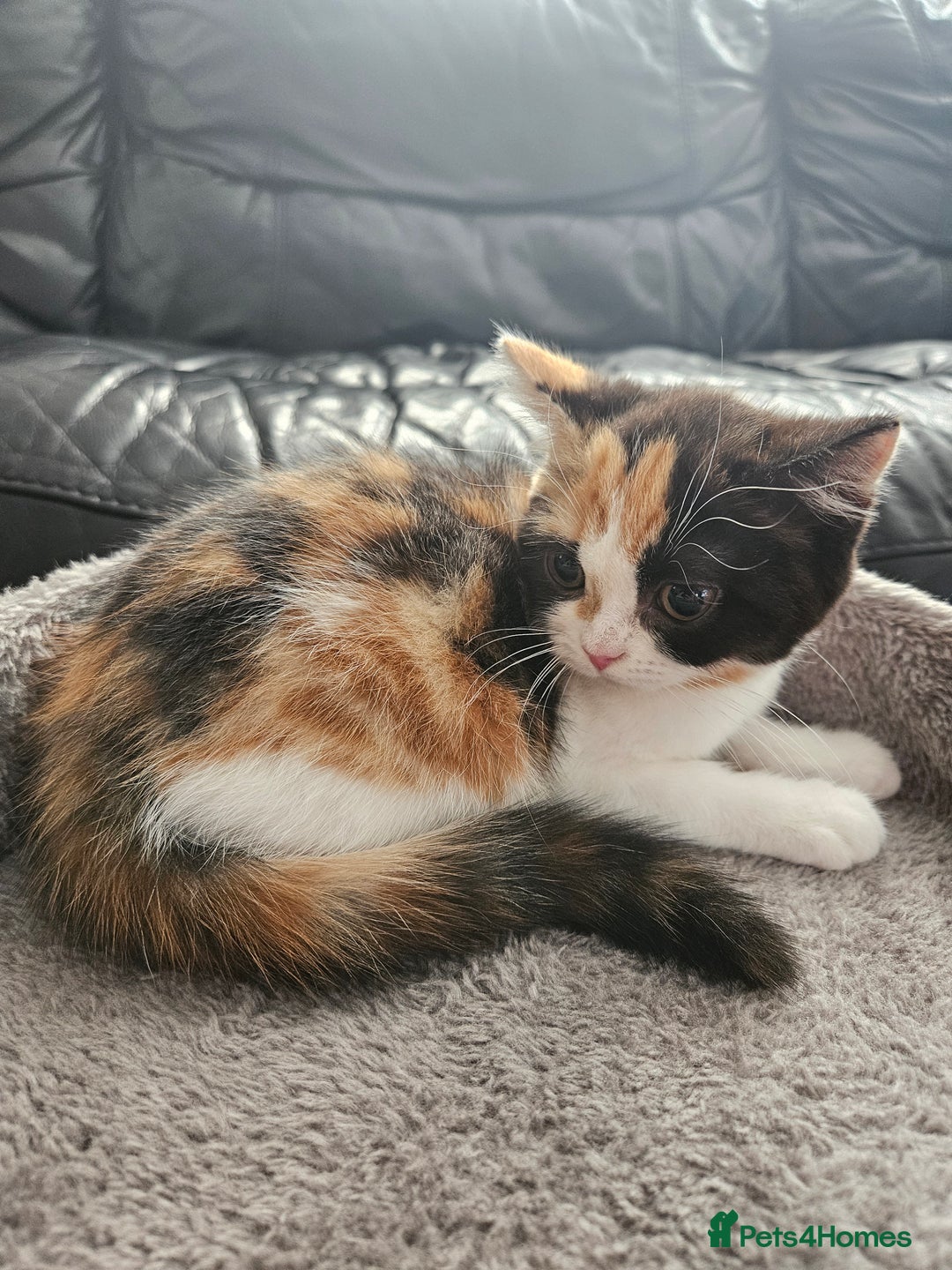 Scottish Fold cats for sale: Adorable Scottish fold Straight Ears Kittens - Image 24