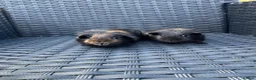 Guinea Pig rodents for sale: Two beautiful guinea pig sisters  - Advert 3