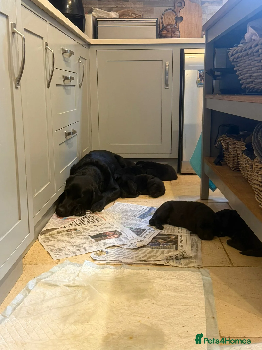 Labrador Retriever dogs for sale: 8 beautiful chunky black KC registered puppies - Advert 13