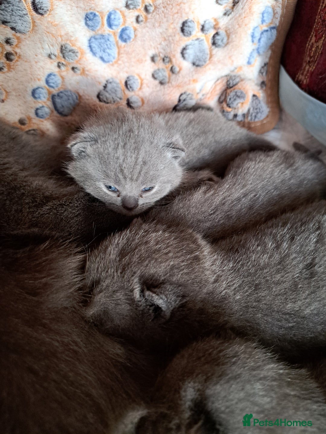 British Shorthair cats for sale: British Shorthair Blue  - Advert 6