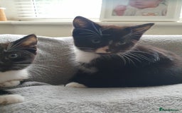 Mixed Breed cats for sale: Ragdoll cross kittens in Hereford - Image 3