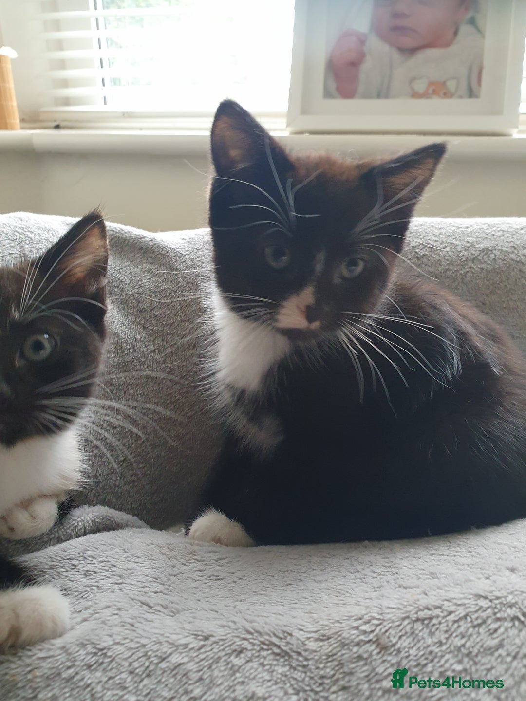 Mixed Breed cats for sale: Ragdoll cross kittens in Hereford - Image 3