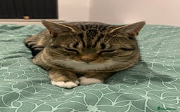 British Shorthair cats for sale: Tabby British Shorthair Cat - Image 3