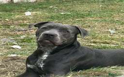 Mixed Breed dogs for sale: Beautiful pups - Image 6