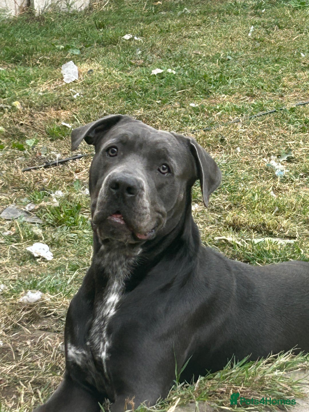 Mixed Breed dogs for sale: Beautiful pups - Image 6