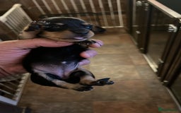 Miniature Dachshund dogs for sale: 4 long hair dachshund  - Image 8