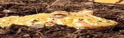 Frog reptiles for sale: Pacman Frog - Less than a year old male with setup - Advert 3