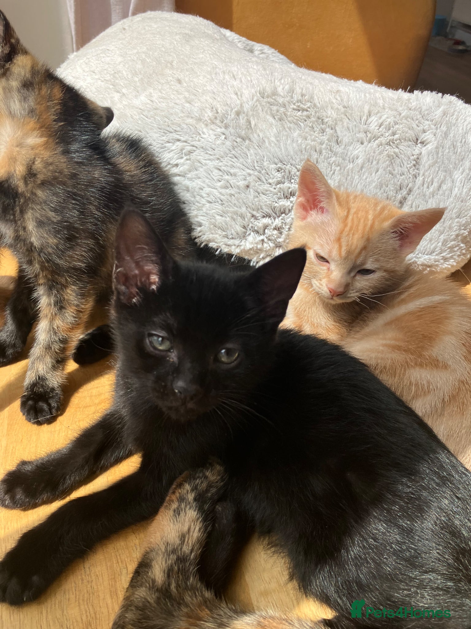 Mixed Breed cats The cutest little black boy - Advert 1