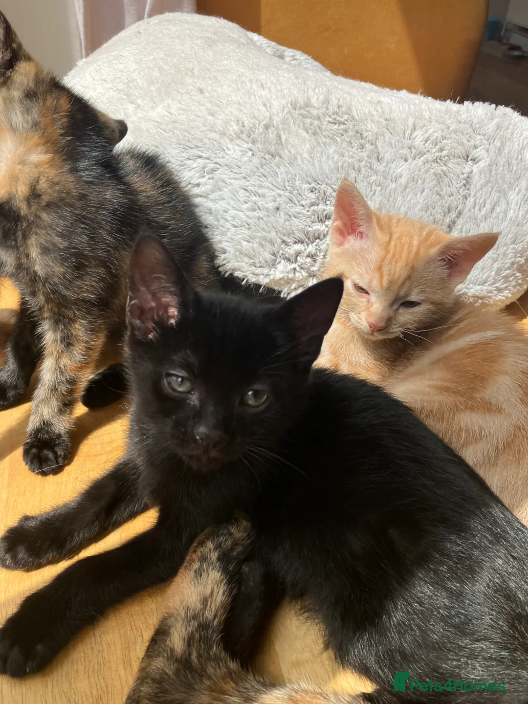 Mixed Breed cats for sale: The cutest little black boy in Chichester - Advert 1