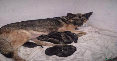 German Shepherd dogs - Advert 5