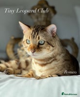 Bengal cats - Advert 11
